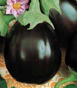 black-beauty