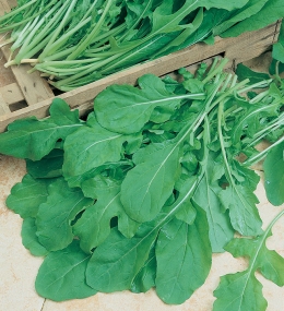 405 rucola