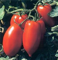 wantia-f1-isi-vf0-1