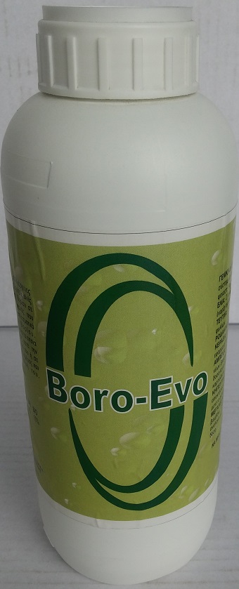 boro-evo